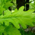 Quercus robur Likasa