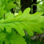 Quercus robur Blad