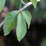 Allophylus africanus Blatt