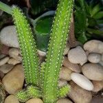 Echinopsis chamaecereusКара