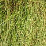 Cyperus laevigatus Flor