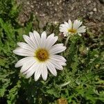 Arctotis venusta Flower