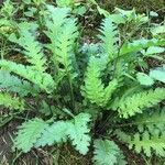 Pedicularis canadensis Yaprak