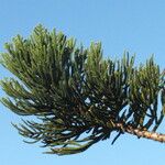 Araucaria cunninghamii Folha