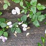 Vigna vexillata 葉