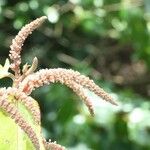 Acalypha integrifolia Květ