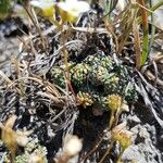 Saxifraga caesia Likasa