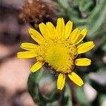 Pulicaria arabica Fula