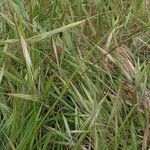 Bromus diandrus موطن