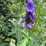 Aconitum variegatum Flor