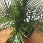 Ravenea rivularis Lapas