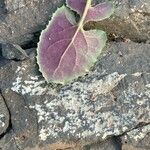 Urospermum picroides Leaf