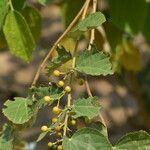 Grewia asiatica Fruit