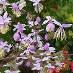 Thalictrum delavayi Агульны выгляд