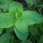 Hypericum hirsutum Lapas