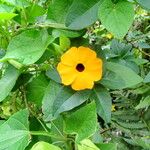 Thunbergia alata অভ্যাস