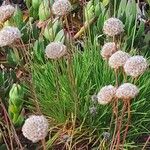 Armeria alpina Floare