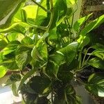 Epipremnum aureum Hábito