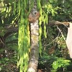 Ophioglossum pendulum Hábito