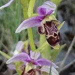 Ophrys scolopax ফুল