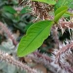 Euphorbia isaloensis