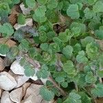 Veronica hederifolia Habit