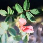 Indigofera colutea Λουλούδι