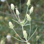 Plantago indica Habitus