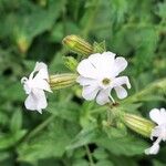 Silene noctifloraFleur