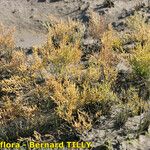 Salicornia stricta 形態