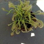 Drosera capensis Blad