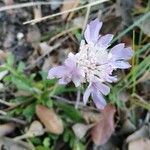 Knautia integrifolia Other