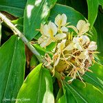 Hedychium flavescens Φύλλο