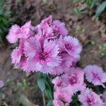 Dianthus chinensisBlüte