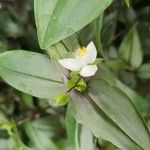 Tripogandra serrulata Leaf
