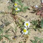 Anthemis secundiramea Hábitos