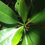 Rhizophora mangle Blatt