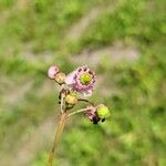 Chimaphila umbellata Květ