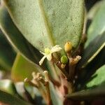 Apodytes clusiifolia Hoja