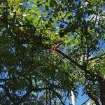 Cassia javanica Flors