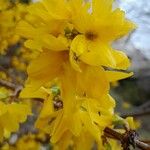 Forsythia intermedia Fleur
