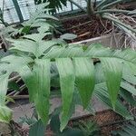 Philodendron pedatum 叶