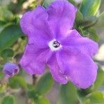 Brunfelsia unifloraKvet