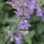 Nepeta grandiflora Flor