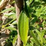 Cocculus laurifolius Foglia