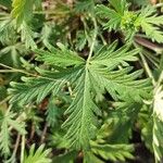 Potentilla intermedia Leaf