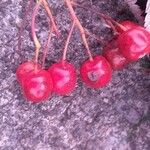 Sorbus aria Fruto