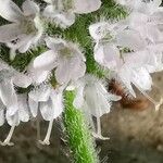 Mentha arvensis Flower