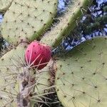 Opuntia robusta Fruit