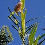 Gomphocarpus fruticosus Fruit